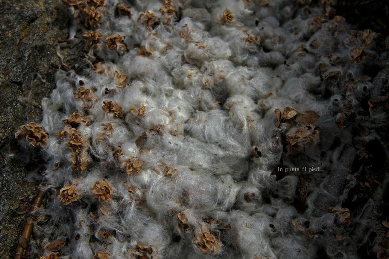 Semi piante di montagna - Salix sp.